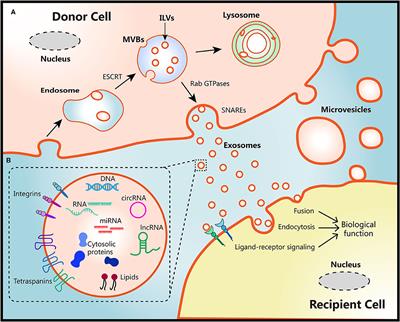 Extracellular Vesicles in Renal Cell Carcinoma: Multifaceted Roles and Potential Applications Identified by Experimental and Computational Methods